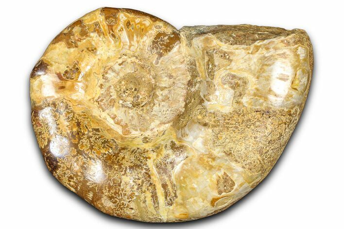 Jurassic Ammonite (Euaspidoceras) Fossil - Madagascar #365337